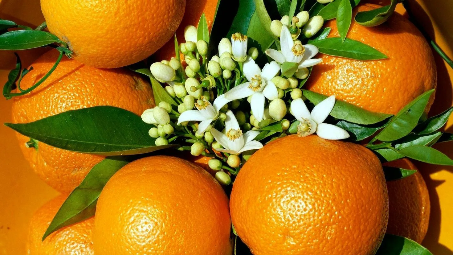 پرتقال تامسون ناول درجه یک صادراتی